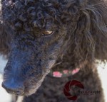 Standard Poodle, Black