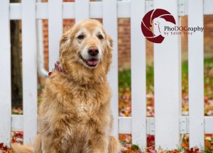 Golden Retriever, autumn, white picket fence,