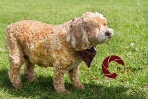fun in the park, cockapoo, bandana, dog, puppy, dog photography