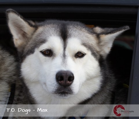 TO Dogs, Toronto Dogs, Siberian Husky, Phodography by Edith Levy