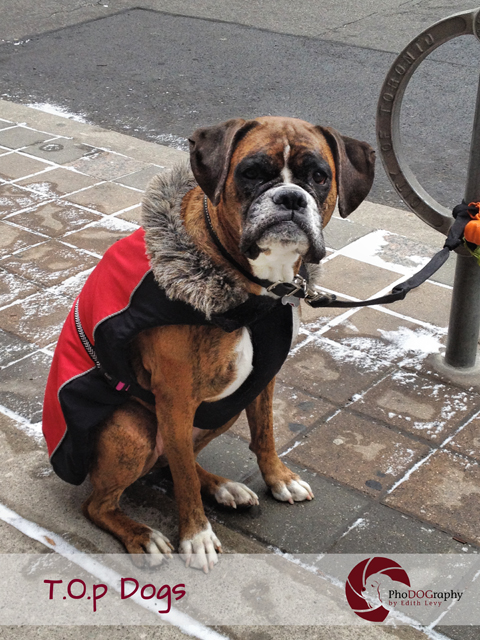 T.O. Dogs, Toronto dogs, boxer, Toronto pet photographer, pet photography,