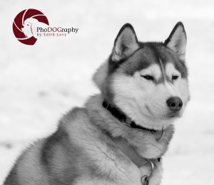 Cannington Dog Sled Races, Ontario, snow dogs, siberian husky, dogs, races, Toronto Pet Photographer, pet photography