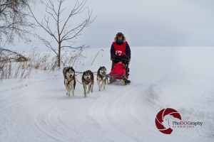 Cannington Dog Sled Races, Ontario, snow dogs, siberian husky, dogs, races, Toronto Pet Photographer, pet photography