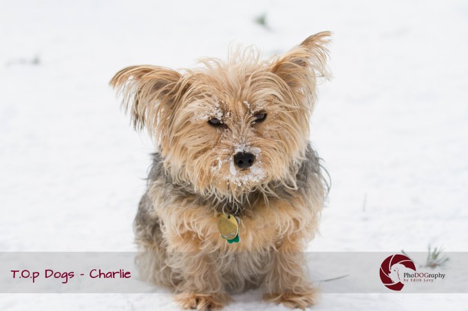 T.O.p Dogs, Toronto dogs,Yorkie, Yorkshire Terrier, Toronto pet photographer, pet photography, winter, snow, dog park