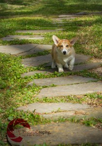 Toronto Pet Photographer, Paw Print Divas, Houston, photo shoot, lifestyle pet photography, Corgi