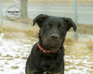 Toronto Animal Services West Region, dog, shelter, rescue, adoption, HeARTs Speak, Toronto Pet Photographer Pet Photographer, Rottweiler