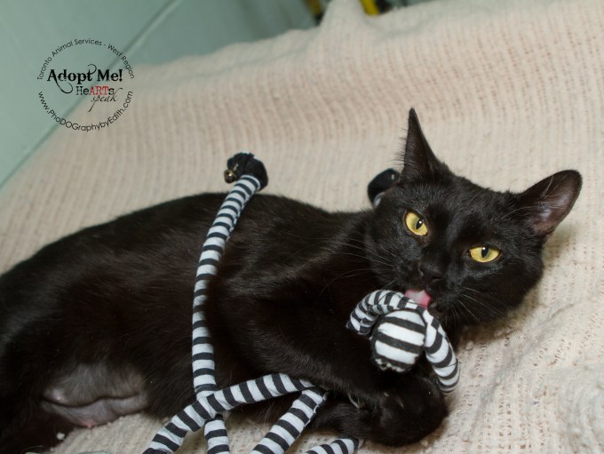 Toronto Animal Services West Region, cat, shelter, rescue, adoption, HeARTs Speak, Toronto Pet Photographer