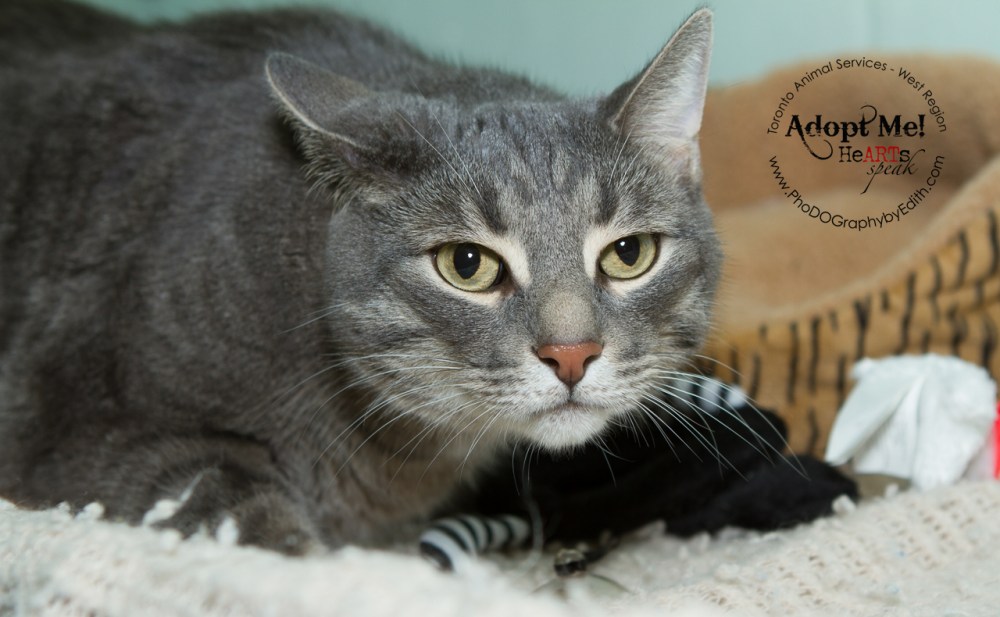 toronto Animal Services West Region, cat, shelter, rescue, adoption, HeARTs Speak, Toronto Pet Photographer