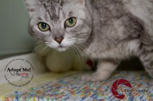 toronto Animal Services West Region, cat, shelter, rescue, adoption, HeARTs Speak, Toronto Pet Photographer