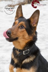 toronto Animal Services West Region, dog, shelter, rescue, adoption, HeARTs Speak, Toronto Pet Photographer, German Sheppard