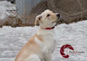 toronto Animal Services West Region, dog, shelter, rescue, adoption, HeARTs Speak, Toronto Pet Photographer