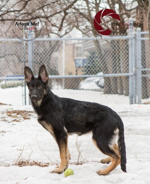 toronto Animal Services West Region, dog, shelter, rescue, adoption, HeARTs Speak, Toronto Pet Photographer