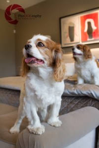 toronto Pet Photographer, Paw Print Divas, Houston, photo shoot, lifestyle pet photography, Cavalier King Charles Spaniel, Cavalier
