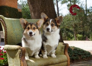 Toronto Pet Photographer, Paw Print Divas, Houston, photo shoot, lifestyle pet photography, Corgi
