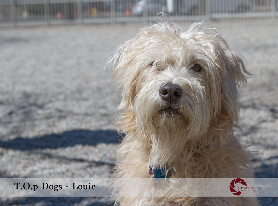 T.O. Dogs, Toronto dogs, Wheaton Terrier, Toronto pet photographer, pet photography, dog park, scruffy dog,