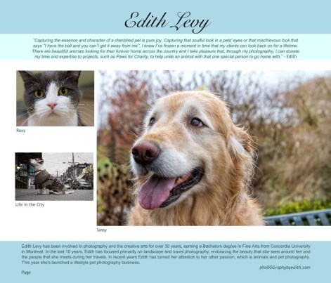 Paws for Charity, S.H.A.I.D. TREE Animal Shelter, rescue, shelter, artists helping animals