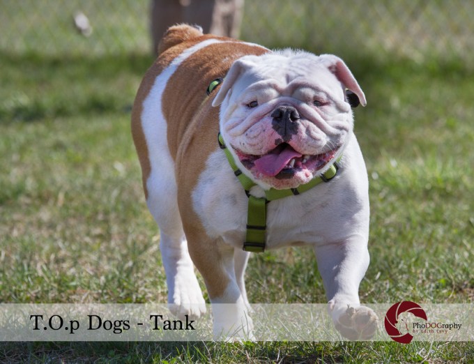 T.O.p Dogs, Toronto dogs, English Bulldog, Toronto pet photographer, pet photography,