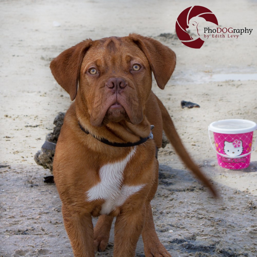 Israel, beach, pet photography, Toronto Pet Photographer, dog, Mastiff