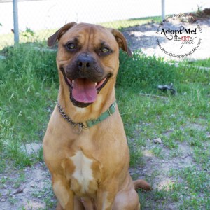 Toronto Animal Services, West REgion, rescue, shelter, dog, Chinese Sharpei mix