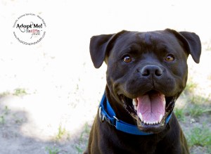 Toronto Animal Services, West REgion, rescue, shelter, Labrador, Boxer, dog