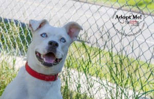 Toronto Animal Services, West REgion, rescue, shelter, dog, bulldog, siberian husky