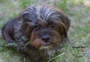 Toronto Animal Services, West REgion, rescue, shelter, dog, yorkshire terrier