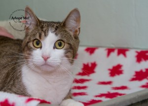Toronto Animal Services, West Region, rescue, shelter, cat