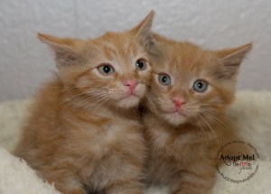 Toronto Animal Services, West Region, rescue, shelter, cat, kittens