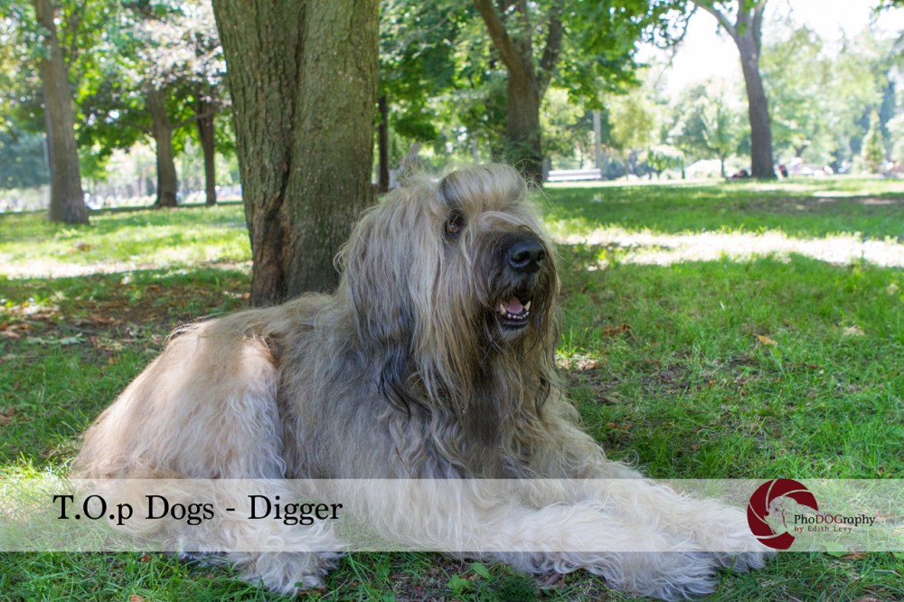 Dog, Briard, French, Top Dogs, Toronto Pet Photographer, Pet Photography, Trinity Bellwoods Park, Toronto Dogs