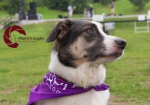 Paws in the Park, 2014, Toronto, Toronto Humane Society, park, fundraiser