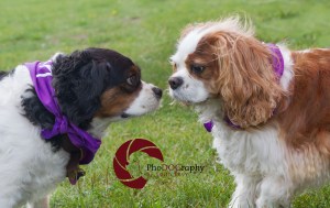 Paws in the Park, 2014, Toronto, Toronto Humane Society, park, fundraiser