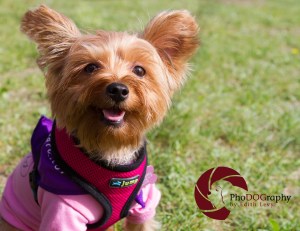 Paws in the Park, 2014, Toronto, Toronto Humane Society, park, fundraiser