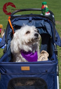 Paws in the Park, 2014, Toronto, Toronto Humane Society, park, fundraiser