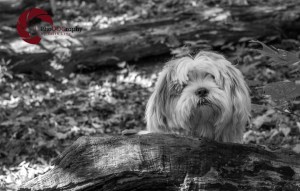 Lhasa Apso, dog, puppy, fall, park, Toronto Pet Photographer, Pet Photography