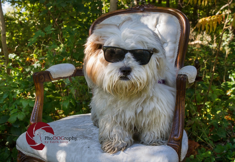 Lhasa Apso, dog, puppy, fall, park, Toronto Pet Photographer, Pet Photography