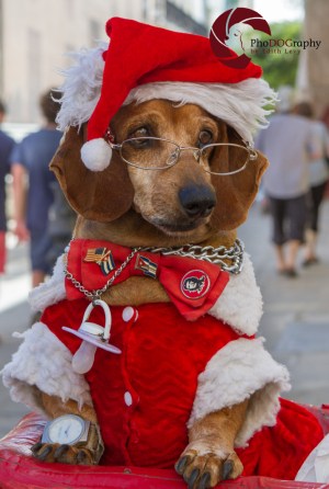 Cuba, Dachshund, dog, costume, Christmas, glasses, Havana