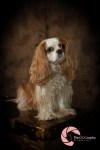 Cavalier King Charles Spaniel, Toronto Pet Photographer, studio, portrait, dog, pet photography, CKCS