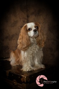 Cavalier King Charles Spaniel, Toronto Pet Photographer, studio, portrait, dog, pet photography, CKCS
