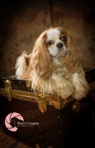 Cavalier King Charles Spaniel, Toronto Pet Photographer, studio, portrait, dog, pet photography, CKCS
