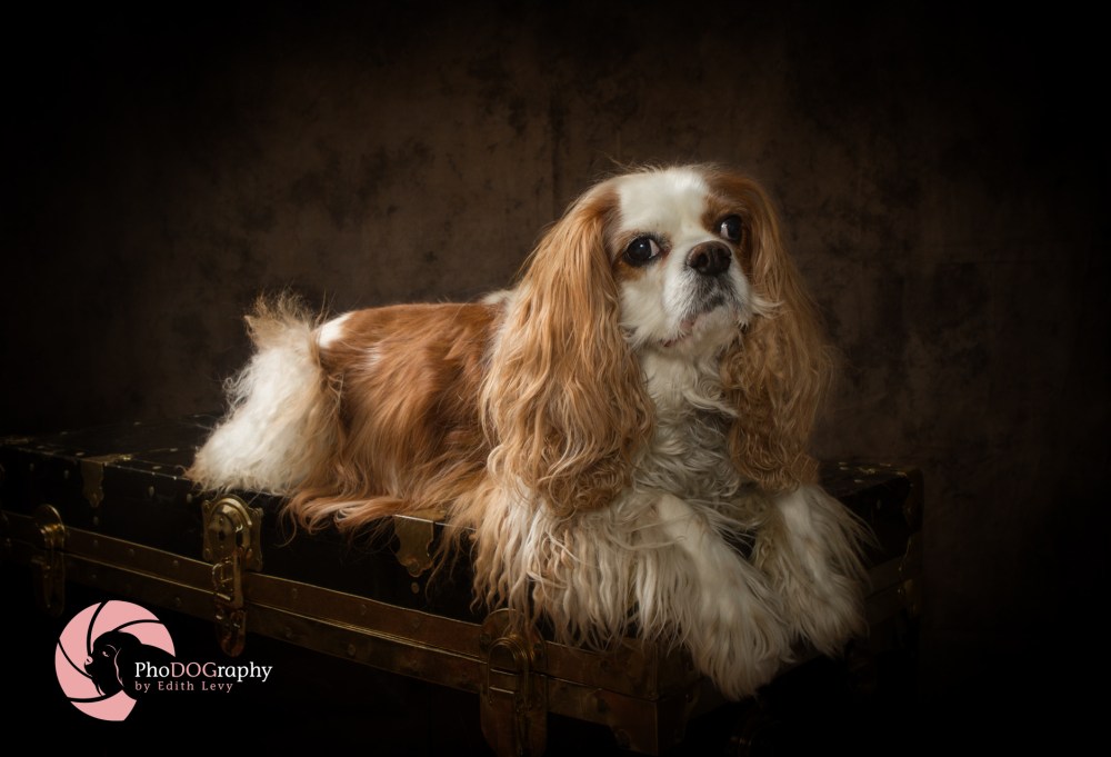 Cavalier King Charles Spaniel, Toronto Pet Photographer, studio, portrait, dog, pet photography, CKCS