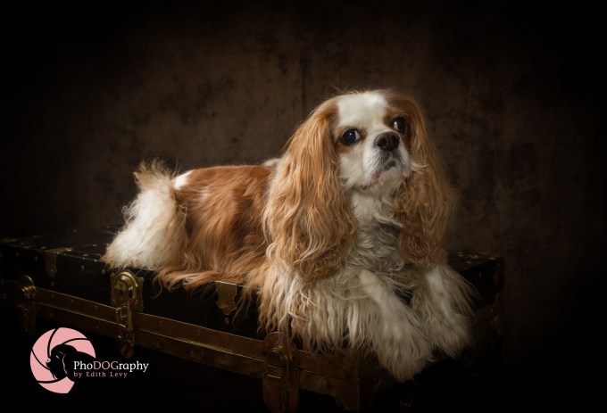 Cavalier King Charles Spaniel, Toronto Pet Photographer, studio, portrait, dog, pet photography, CKCS