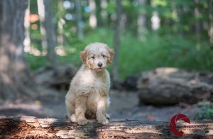 Mini Goldendoodle, Doodle, golden retriever, Poodle, puppy, Toronto Pet Photographer, Thornhill Pet Photographer, Vaughan Pet Photographer, Ontario Pet Photographer