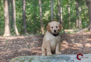 Mini Goldendoodle, Doodle, golden retriever, Poodle, puppy, Toronto Pet Photographer, Thornhill Pet Photographer, Vaughan Pet Photographer, Ontario Pet Photographer